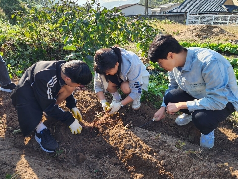 [고령중학교개진분교장]행복한 텃밭가꾸기, 고구마 수확